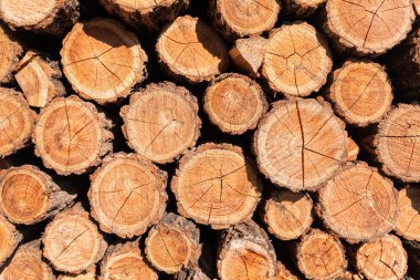 Ahşap doku arka plan kesmek