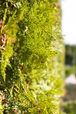 Yeşil renkli thuja çitleri kapatın.