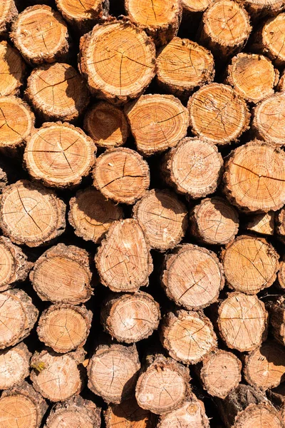 Wood cut texture background — Stock Photo, Image