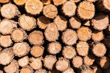 Ahşap doku arka plan kesmek