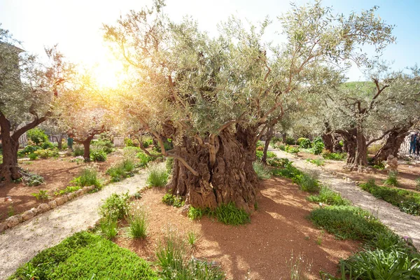 Тысячелетние оливковые деревья в Гефсиманском саду — стоковое фото