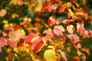 Güneş ışığı kırmızı ve sarı yapraklarda