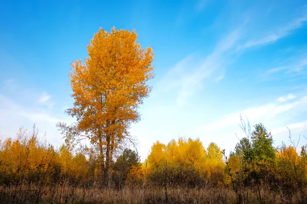 Ormanın ortasında çayırda Sarı huş