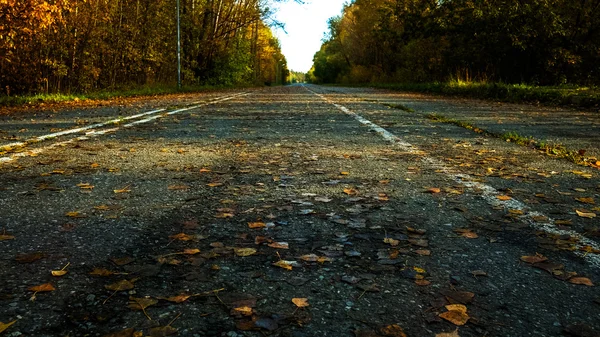 Sonbahar Park'taki eski yolu düşen yapraklar