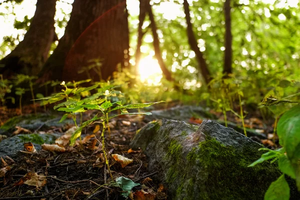 Eski orman toprağa taşa