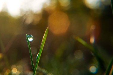 Erken sabah çimen çiy damlası