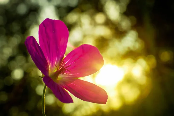 Blühende Blume in den Strahlen des Sonnenuntergangs Stockbild