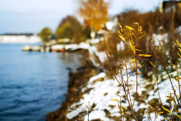 Junge Triebe des Baumes mit gelben Blättern neben dem Fluss in Sieg — Stockfoto