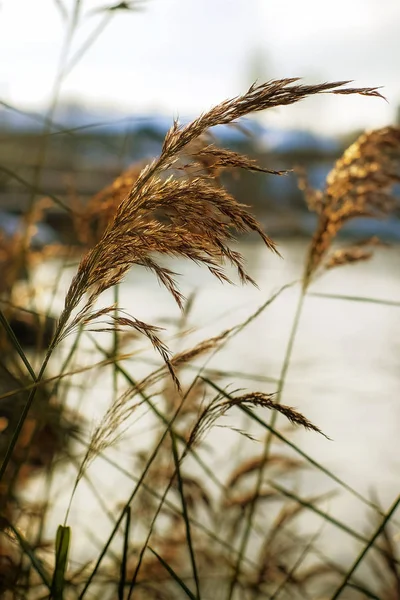 Трава в солнечном свете на берегу реки — стоковое фото