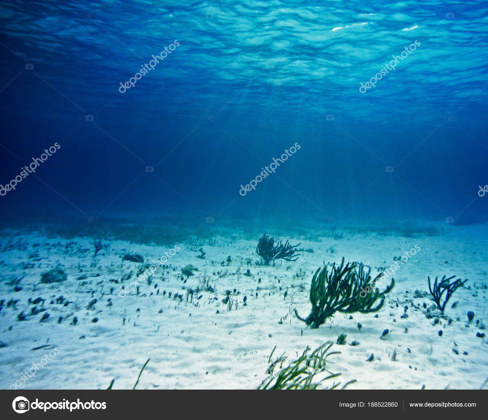 Photos Sandy Ocean Floor Sandy Ocean Floor Underwater Plants