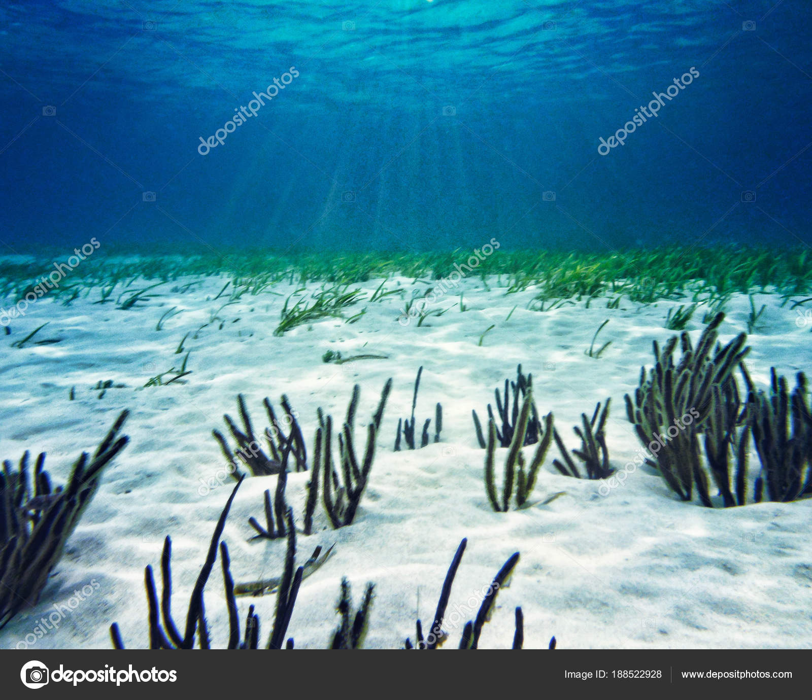 Plants Growing Sandy Ocean Floor Stock Photo C Hstull 188522928