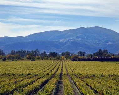 üzüm bağları ile arka planda dağ