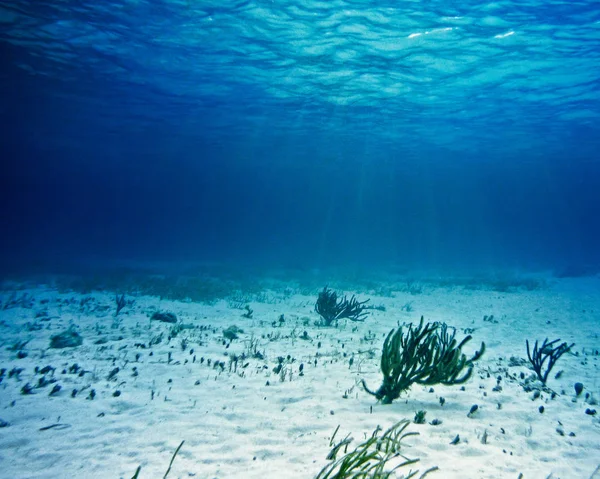 Sandy Ocean Floor Underwater Plants Stock Photo