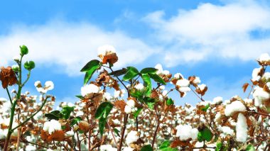 Beyaz kabarık pamuk hasat