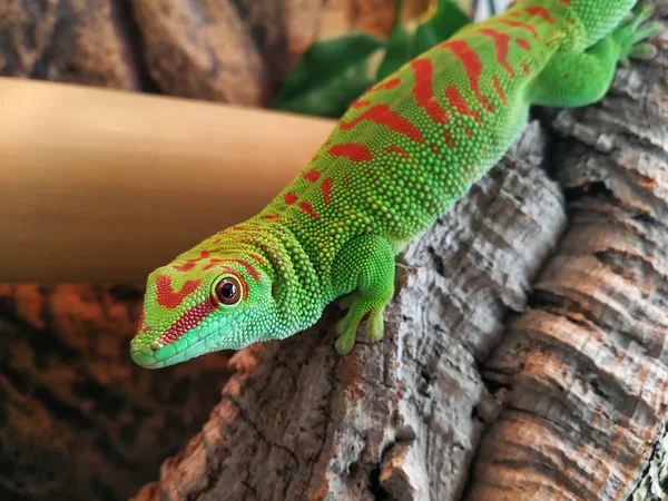 Phelsuma