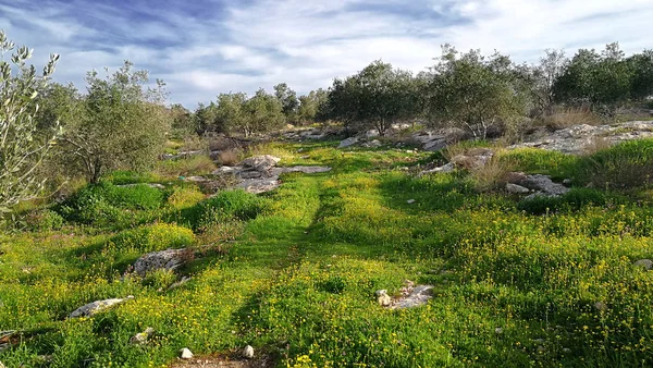 Old olive grove — Stock Photo, Image