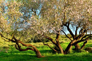 Çiçek açan eski badem ağacı
