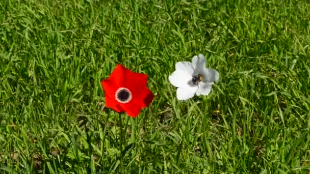 绿色草地上的白色和红色海葵 — 图库视频影像