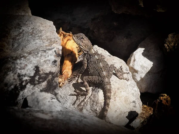 石缝中的蜥蜴 — 图库照片