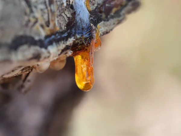 Kapka zlaté pryskyřice na stromě — Stock fotografie