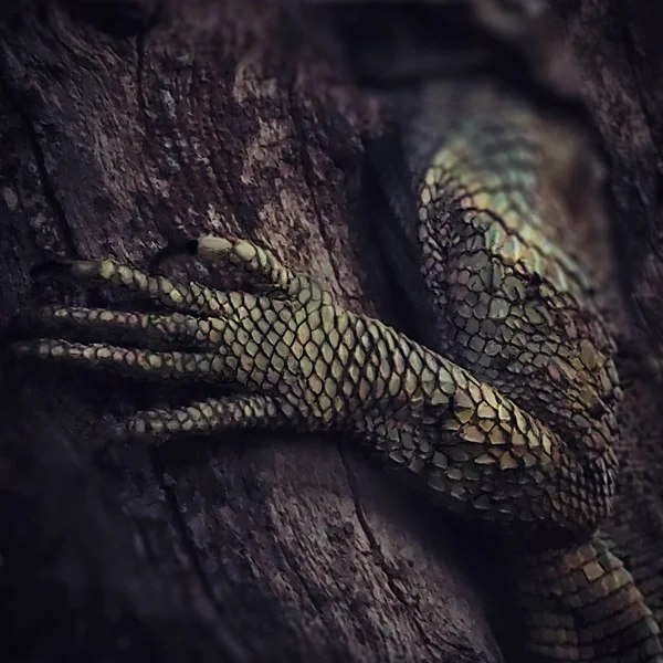 Pata de un lagarto grande sentado en un árbol — Foto de Stock