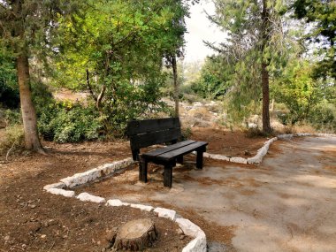 Ormanda ahşap bir bank