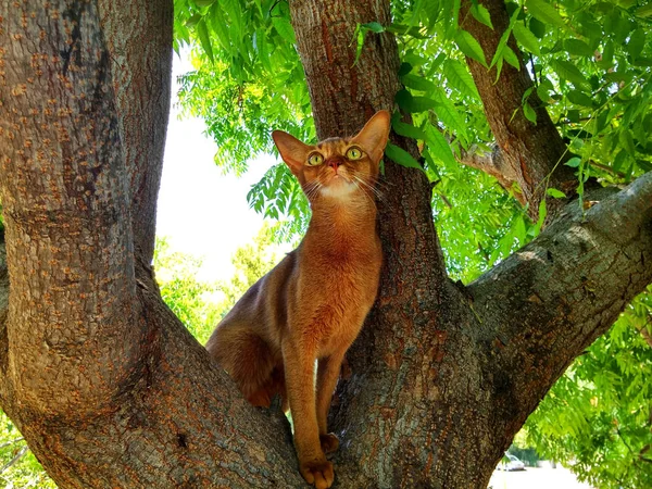 Gato abissínio em uma árvore — Fotografia de Stock