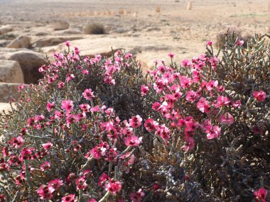 Negev Çölünde pembe çiçekler