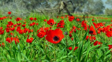 Beautiful anemones with blurred edges clipart