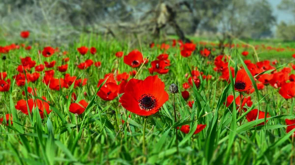 Belles anémones aux bords flous — Photo