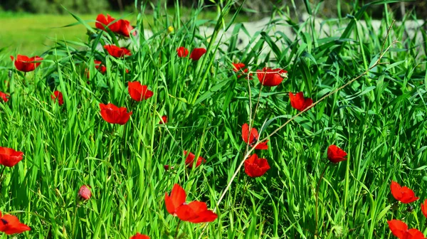 Schöne Anemonen im grünen Gras — Stockfoto