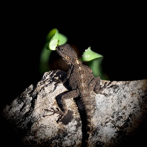 Agama hardun和露珠在gr? s上 — 图库照片