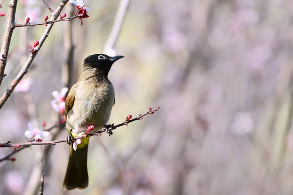 Bulbul met gele ontluchting op een bloesemtak — Stockfoto