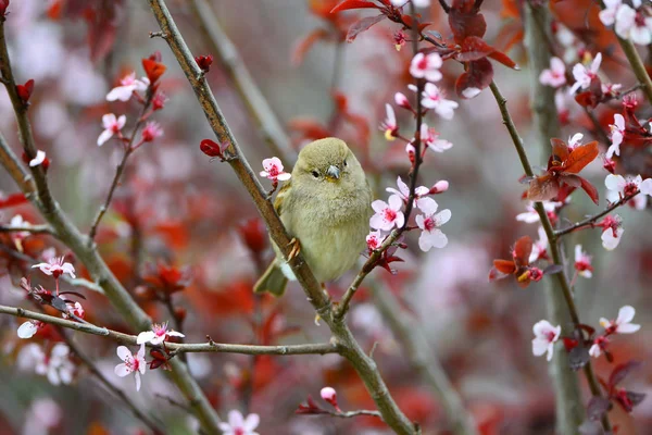 Small sparrow on a Japanese flowering plum tree — Stock Photo, Image