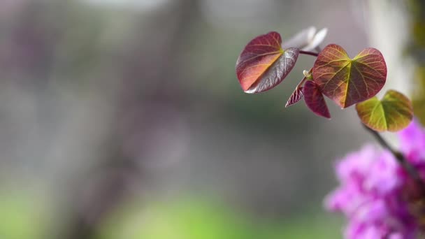 Розово Красные Листья Размытом Фоне — стоковое видео