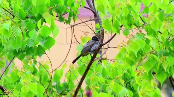 在枝条上的湿湿的黄色湿布 Pycnonotus Goiavier — 图库视频影像