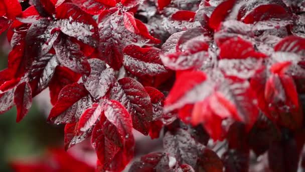 Red Japanese Plum Leaves Raindrops — 비디오