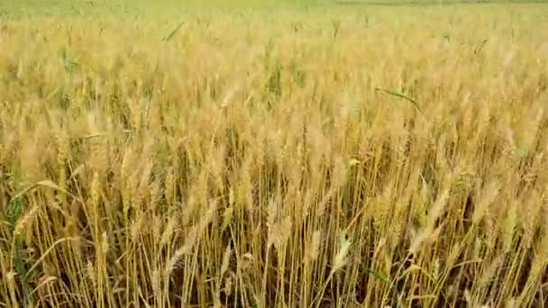 Поле Золотою Стиглою Пшеницею Вітрі — стокове відео