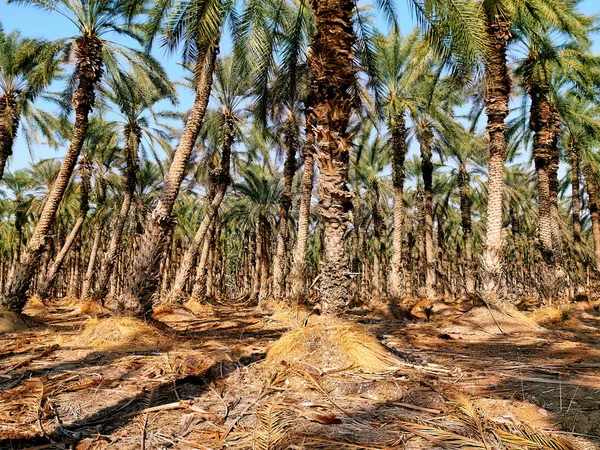 Grove of date palms — Stock Photo, Image
