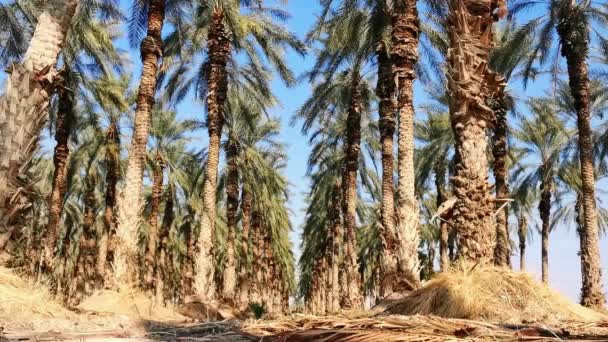 死海地域のナツメヤシの林 乾燥した土と日付の高い美しいヤシの木 — ストック動画