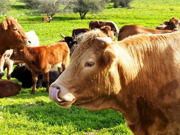 Retrato de uma bela vaca vermelha no perfil — Fotografia de Stock