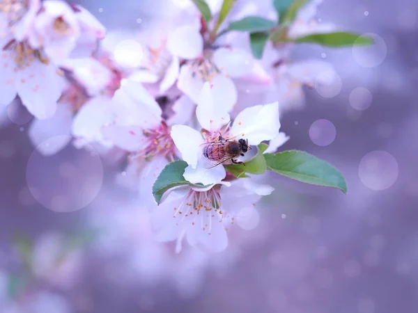 Рабочая пчела на цветущем миндале с размытым фоном — стоковое фото