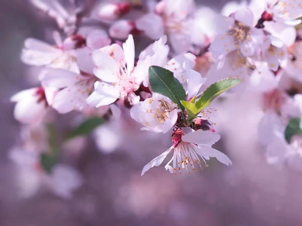 Una hermosa rama de almendra floreciente en colores rosados —  Fotos de Stock