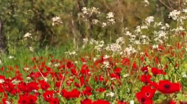 Kırmızı çiçekler şakayıklar ve beyaz tarla çiçekleri.