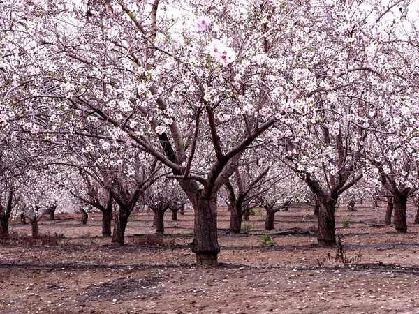 Piękny Różowy Kwitnące Drzewa Migdałowe Plantacji — Zdjęcie stockowe