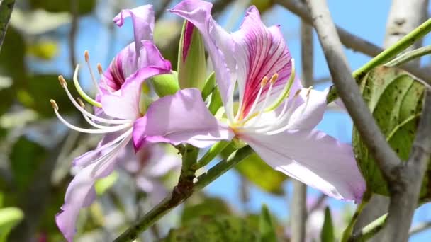 Vackra Rosa Blommor Orkidén Trädet Darra Vinden — Stockvideo