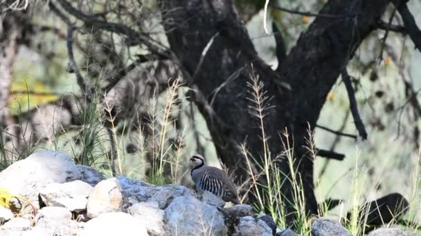 Alectoris Chukar Cleans Feathers — Stock Video