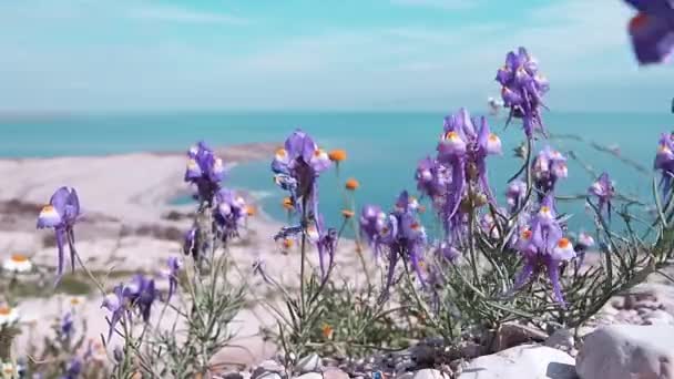 Costa Mar Morto Coberto Flores Roxas — Vídeo de Stock