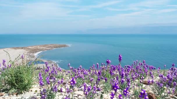 Bela Costa Mar Morto Flores Roxas Balançam Vento — Vídeo de Stock