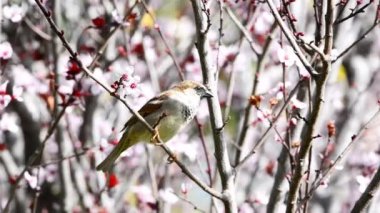 Genç bir serçe çiçek açan bir ağacın dallarına atlıyor..